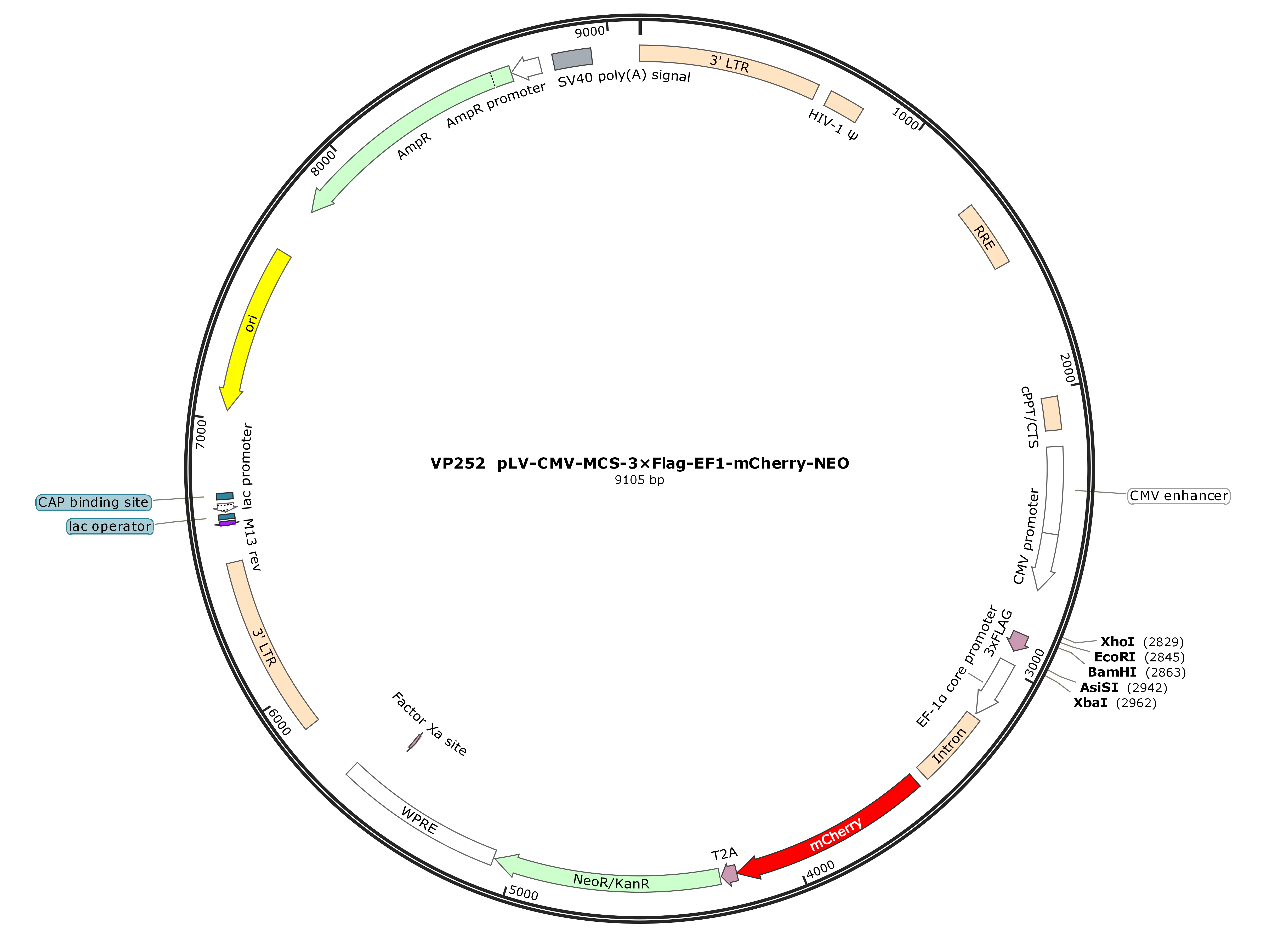 pLV-CMV-MCS-3×Flag-EF1-mCherry-NEO